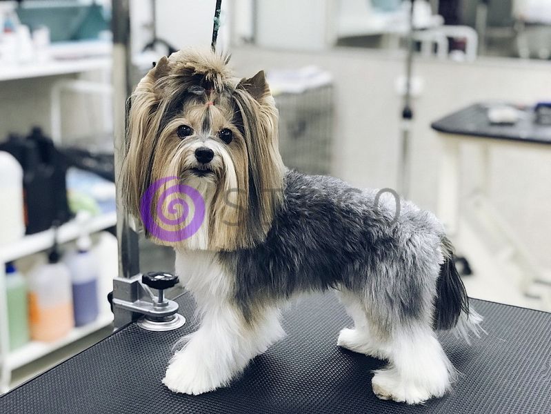 Машинка для стрижки собак і котів pet clipper bz-805 05k02p005 фото